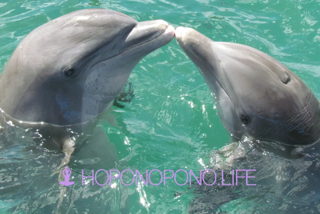 Hoponopono Delfín para niños